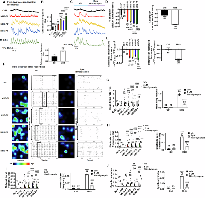 Fig. 5: NitroSynapsin normalizes spontaneous calcium transients and neural network activity in MHS hiPSC-derived cerebrocortical neurons in 2D cultures.