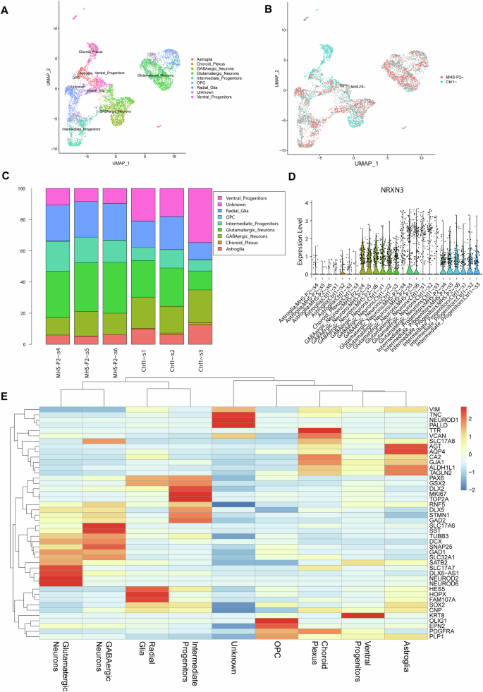 Fig. 6: scRNA-seq analysis demonstrates reproducibility of Ctrl and MHS cerebral organoids at 3 months of age.