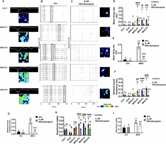 Fig. 7: NitroSynapsin abrogates hypersynchronous burst activity in MHS cerebral organoids.
