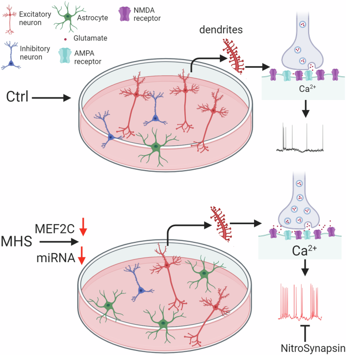 Fig. 8: Aberrant neurogenesis/gliogenesis and excitation in MEF2C autism patient hiPSC-neurons.