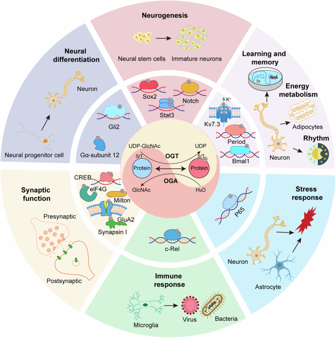 Brain O-GlcNAcylation: Bridging physiological functions, disease  mechanisms, and therapeutic applications