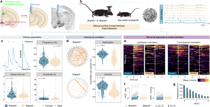 Fig. 3: Shank3 KO mice showed reduced activation in neurons controlling orienting response.