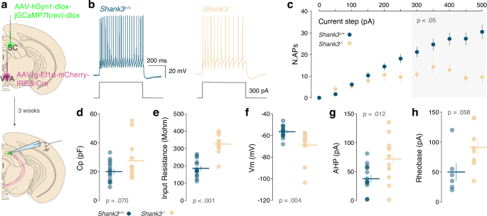 Fig. 4: Differences in intrinsic electrophysiological properties in Shank3 deficient neurons.