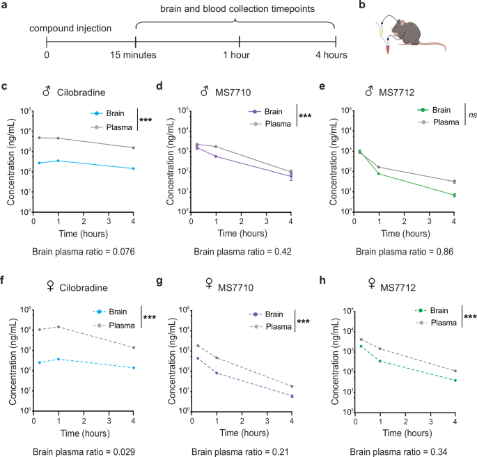 Fig. 3: Novel HCN inhibitors MS7710 and MS7712 exhibit improved BBB permeability compared to their parent compound Cilobradine.