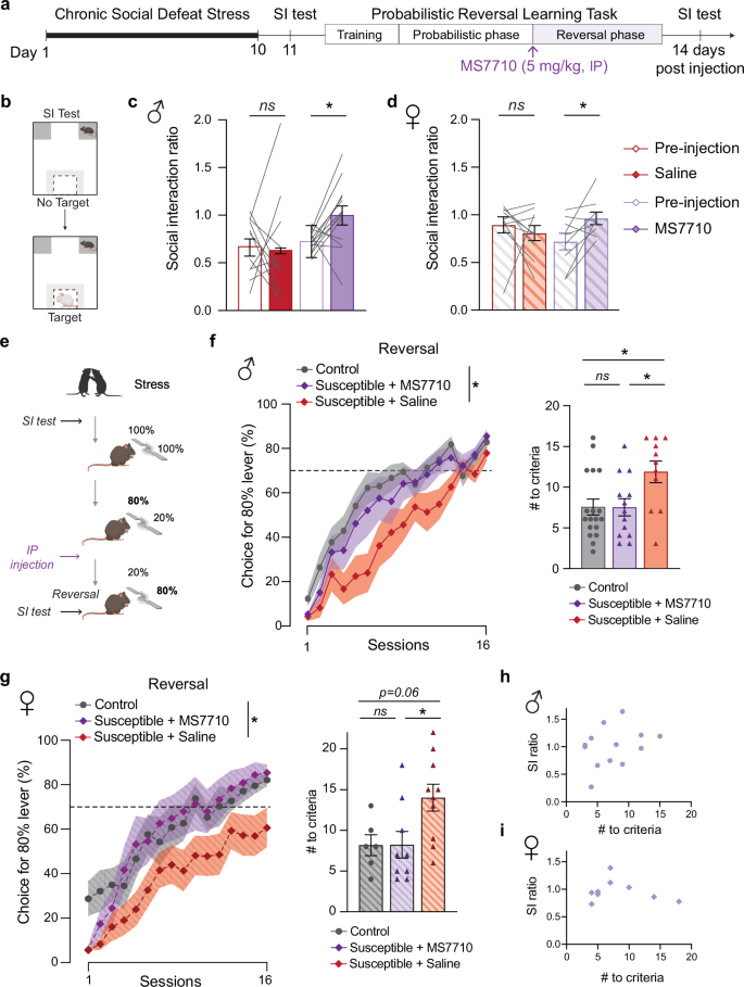 Fig. 6: Novel HCN inhibitor MS7710 improves CSDS-induced social, reward, and cognitive deficits.