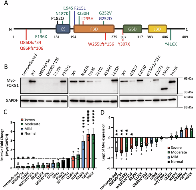 Fig. 1: Variant locations in FOXG1 and their expression levels.