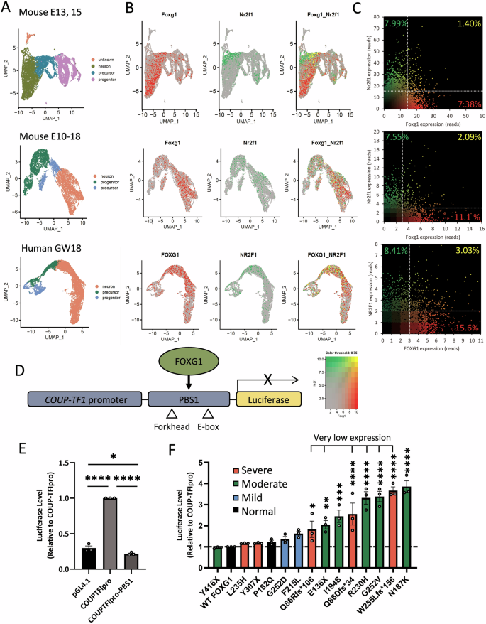 Fig. 2: Expression of Foxg1 and COUP-TFI (Nr2f1) in the developing cerebral cortex and the COUP-TFI repression ability of FOXG1 variants.