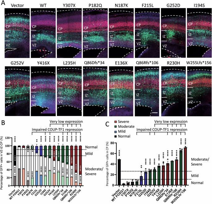 Fig. 3: Effects of overexpression of FOXG1 WT and variants on neuronal migration by IUE.