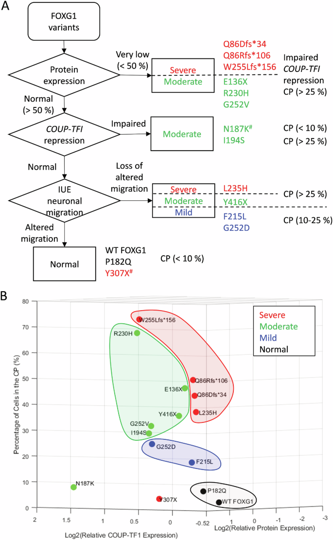 Fig. 5: A flowchart for predicting the severity of brain anomalies caused by FOXG1 variants through in vitro and in vivo assays.