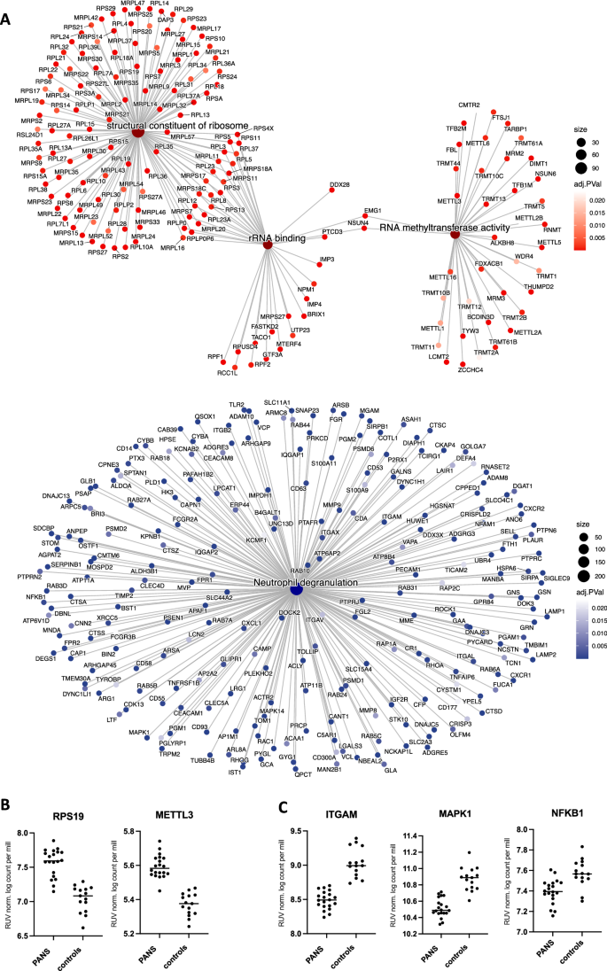 Fig. 3: Connectivity network plots of top upregulated and downregulated bulk RNA sequencing in Paediatric acute neuropsychiatric syndrome patients, compared to controls.