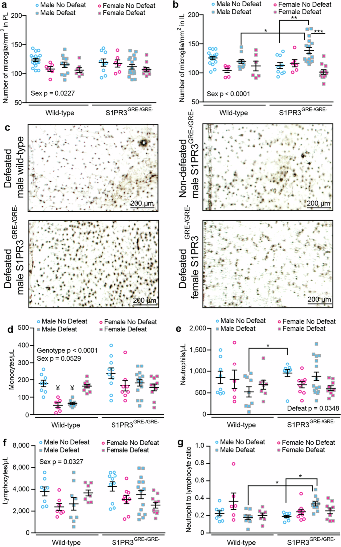 Fig. 3: Inflammatory processes are increased in S1PR3GRE-/GRE- rats.