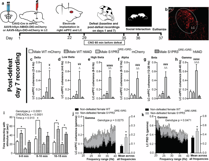 Fig. 4: LC-mPFC coherence is increased in defeated male and non-defeated female S1PR3GRE-/GRE- rats.