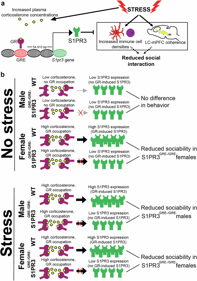 Fig. 5: Glucocorticoid receptors increase S1PR3 to prevent reductions in sociability caused by stress.