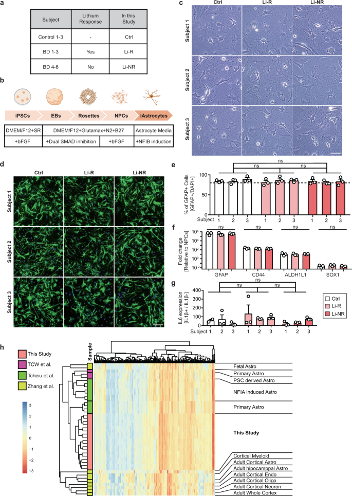 Fig. 1: Differentiation of iAstrocytes from iPSCs of BD patients and control subjects.