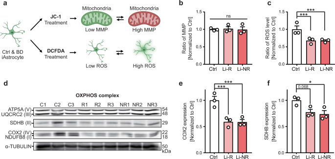 Fig. 4: Impairment of OXPHOS protein complex in BD iAstrocytes.