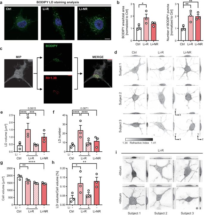 Fig. 5: Lipid droplet (LD) accumulation in BD iAstrocytes and its reduction by lithium in Li-R.