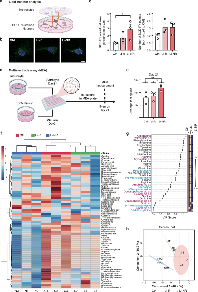 Fig. 6: Differences between BD Li-R and Li-NR iAstrocytes.