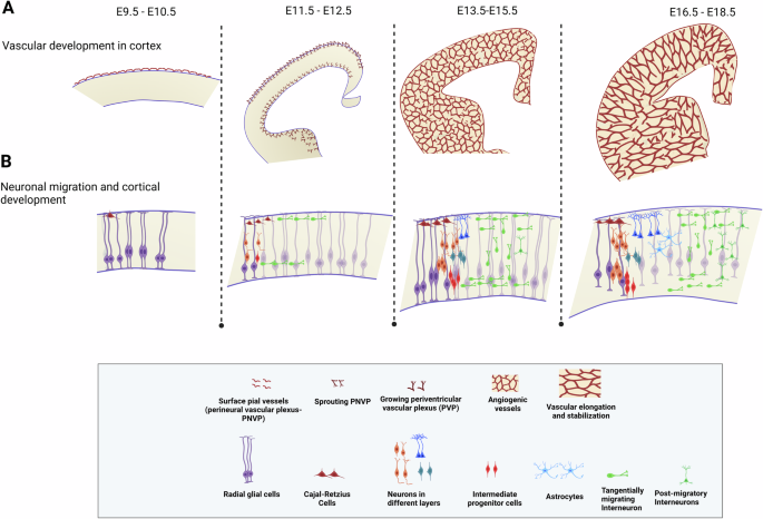 Fig. 1: Parallel development of blood cerebral cerebral vessels and neurons in the cortex during embryonic stages.