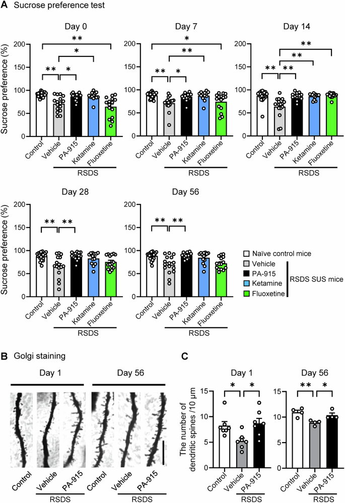 Fig. 5: A single PA-915 administration exerted long-lasting antidepressant-like effects in susceptible (SUS) mice after repeated exposure to social defeat stress.