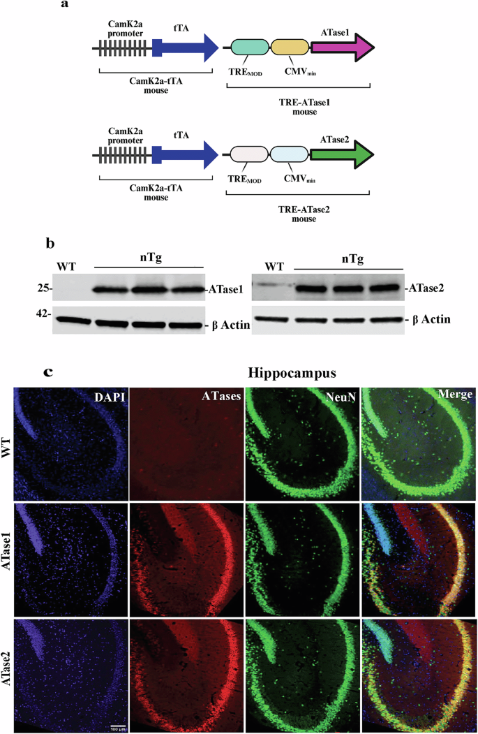 Fig. 1: ATase nTg mice overexpress the ATases in neurons.