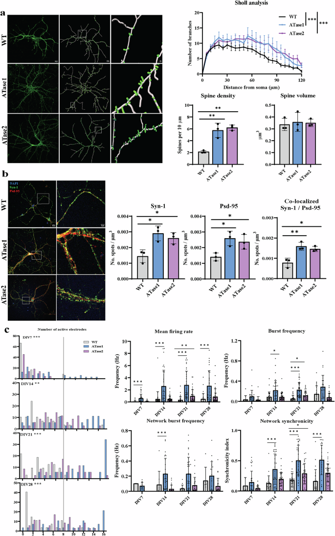 Fig. 3: Primary cortical neurons from ATases nTg mice exhibit increased dendritic branching, spine density, and spontaneous activity.