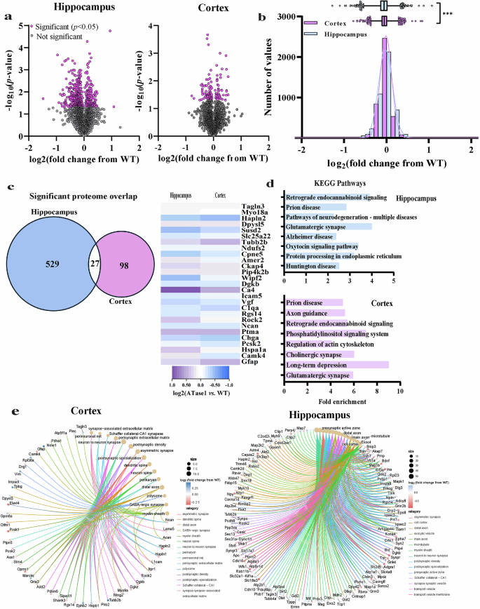 Fig. 5: The hippocampus and cortex of ATase1 nTg mice exhibit global proteomic alterations.