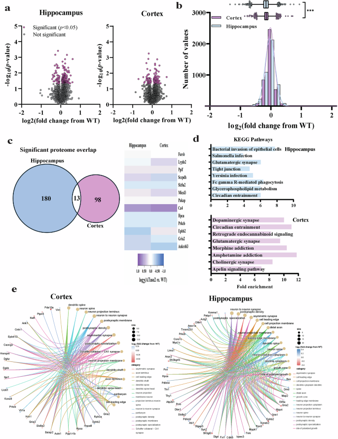 Fig. 6: The hippocampus and cortex of ATase2 nTg mice exhibit global proteomic alterations.