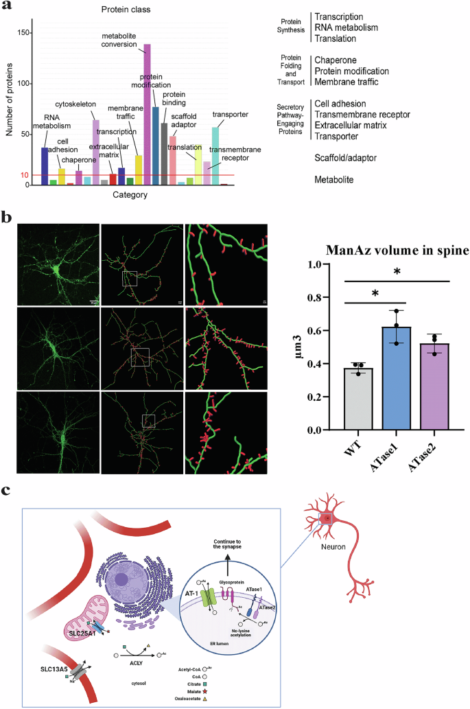 Fig. 7: ATase1 nTg and ATase2 nTg display altered engagement of the secretory pathway.