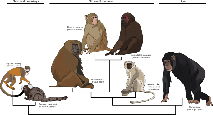 Psychedelic studies in nonhuman primates: Past and future | Molecular ...