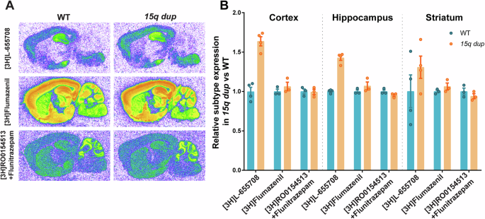 Fig. 1: GABAA α5 is the only GABAA γ2 subunit-containing receptor subtype with increased expression in 15q dup mouse brains.