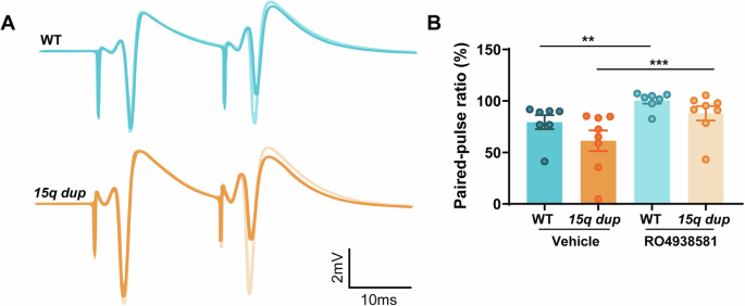 Fig. 2: RO4938581 normalizes the paired-pulse ratio in both wildtype and 15q dup mice.