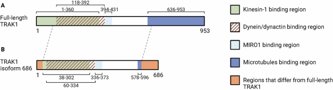 Fig. 6: Diagram of the full-length TRAK1 protein and the TRAK1 isoform 686 protein.