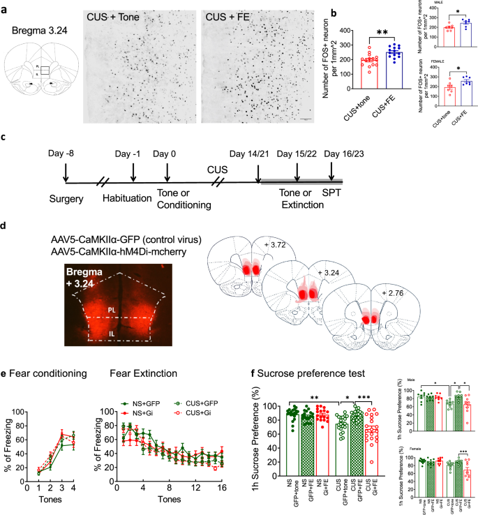Antidepressant-like effects of extinction learning as an animal model ...