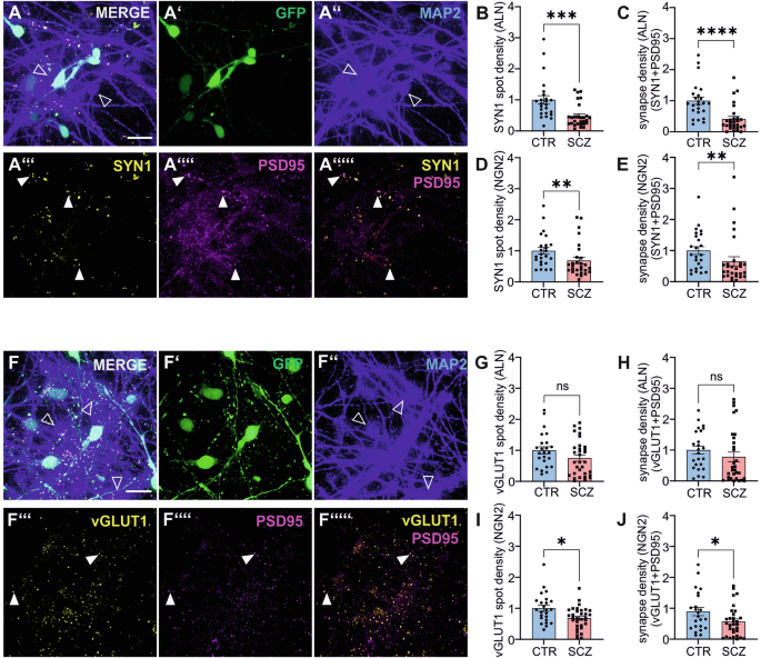 Fig. 4: Synapse densities in co-cultures of ALN and NGN2 neurons.