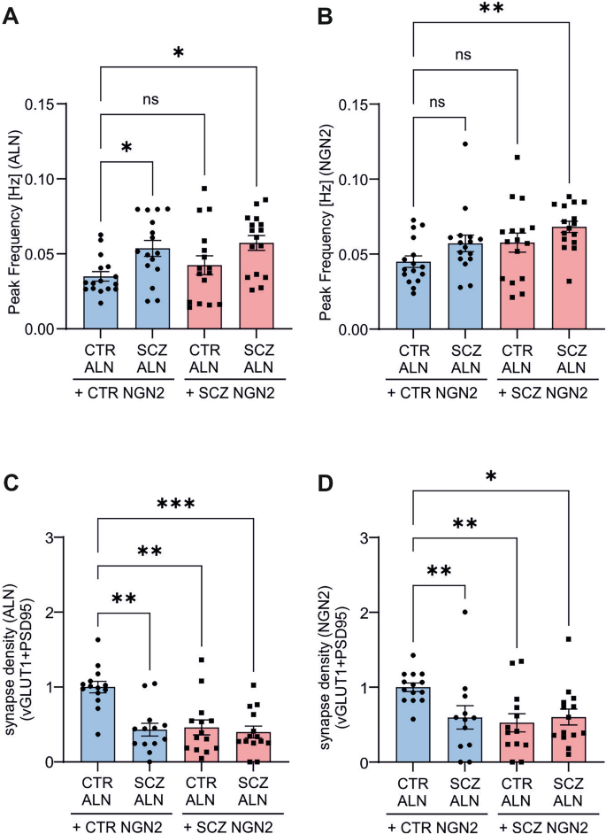 Fig. 6: Calcium imaging and excitatory synaptic density quantification in mixed co-cultures.