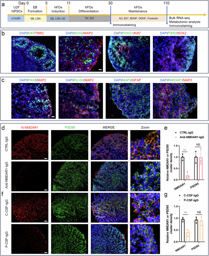 Fig. 1: NMDAR1-Ab exposure reduces cell surface NMDAR1 intensity in hFOs.