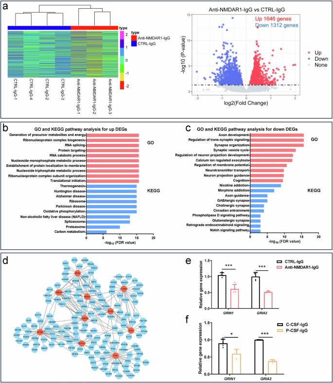 Fig. 2: RNA-seq analysis after NMDAR1-Ab exposure in hFOs.