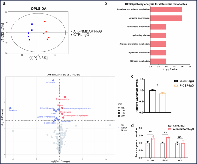 Fig. 3: Metabolomic analysis after NMDAR1-Ab exposure in hFOs.