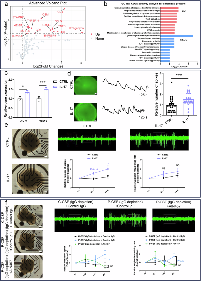 Fig. 6: Activated IL-17 signaling pathway in patient CSF accounts for the neuronal hyperexcitability.