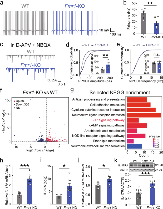 Fig. 1: Aberrant PC activity and IL-17A signaling in the cerebellum of Fmr1-KO mice.