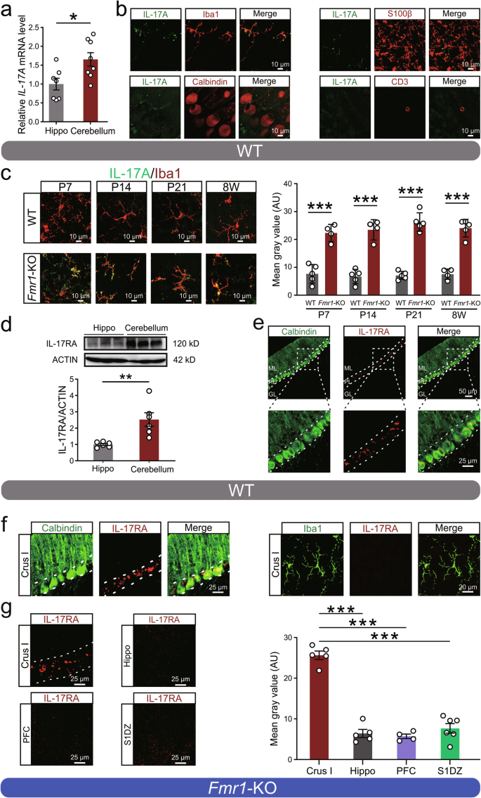 Fig. 2: Selective expression and distribution of IL-17A and IL-17RA in cerebellar microglia and PCs, respectively.