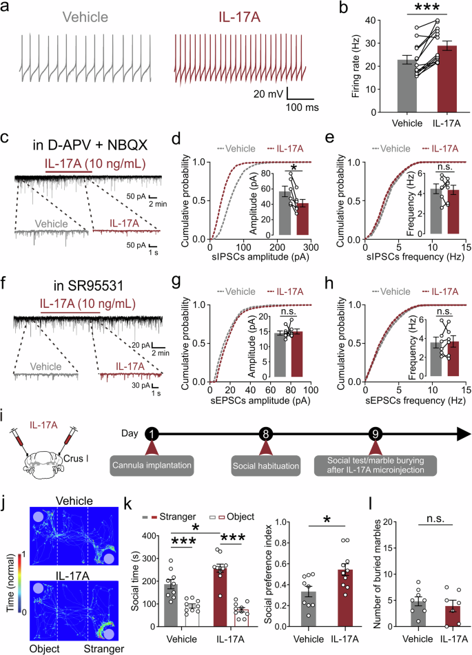 Fig. 3: Cerebellar IL-17A signaling improves social behaviors by enhancing PC excitability in WT mice.