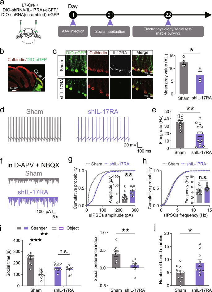 Fig. 4: Knockdown of IL-17RA in PCs leads to neuronal hypoexcitation and ASD-like behaviors.