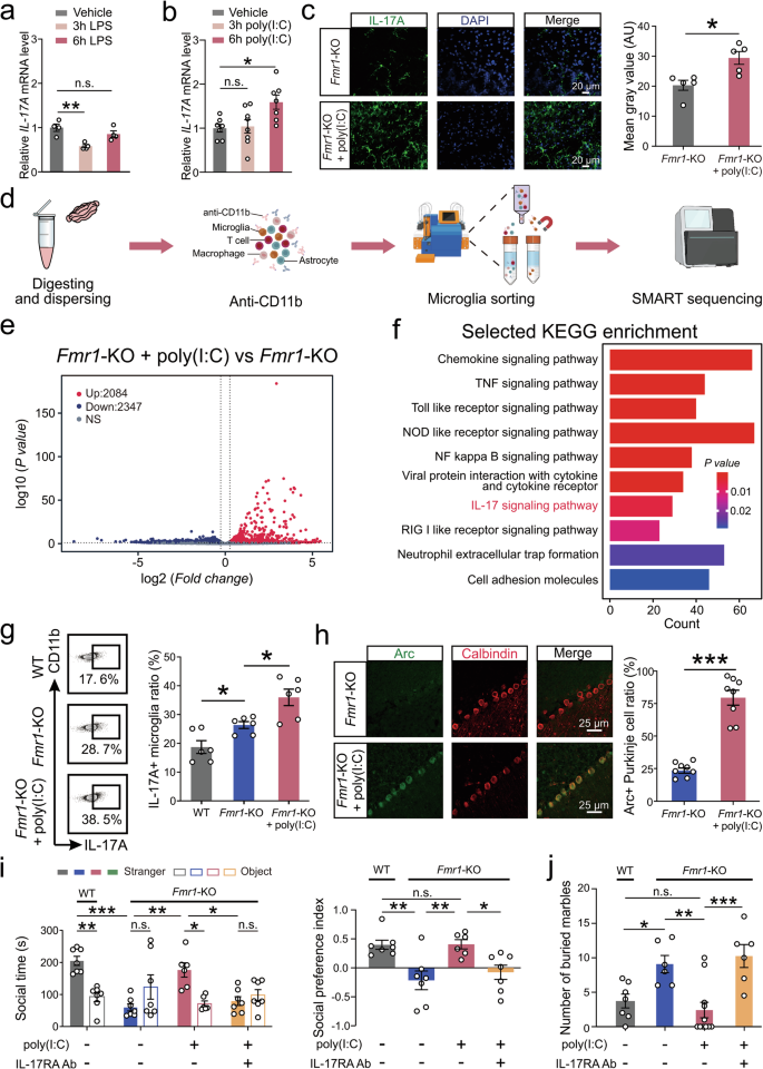 Fig. 6: Poly(I:C) ameliorates ASD-like behaviors in Fmr1-KO mice by enhancing IL-17A release from cerebellar microglia.