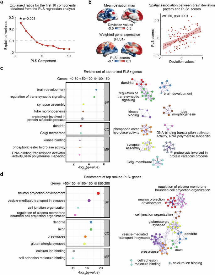 Fig. 3: Associations between the brain deviation map of subtype 1 and gene expression profiles.