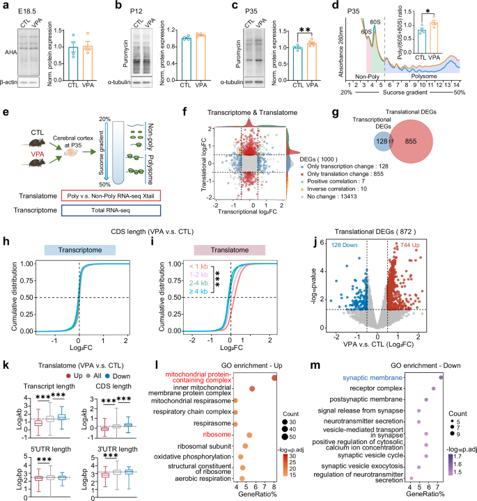 Fig. 1: VPA mice exhibit exaggerated de novo protein synthesis and imbalanced translatome in the cerebral cortex.