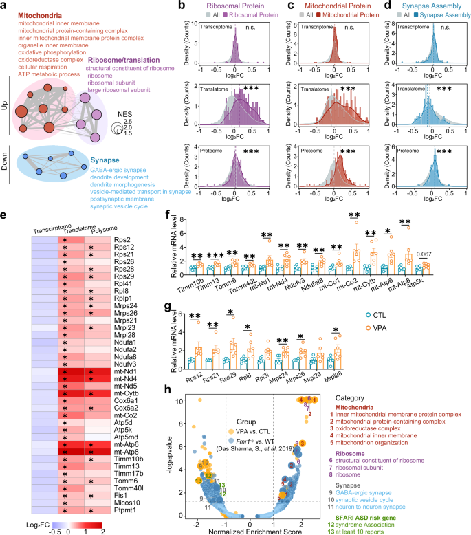 Fig. 2: Upregulation of mitochondria- and ribosome-related genes at translational levels in the cerebral cortex of VPA mice.