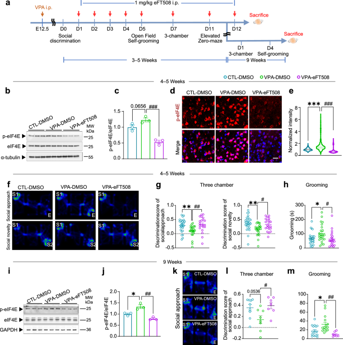 Fig. 5: Administration of eFT508 during juvenile reverses social deficits and repetitive stereotyped behaviors in VPA mice.
