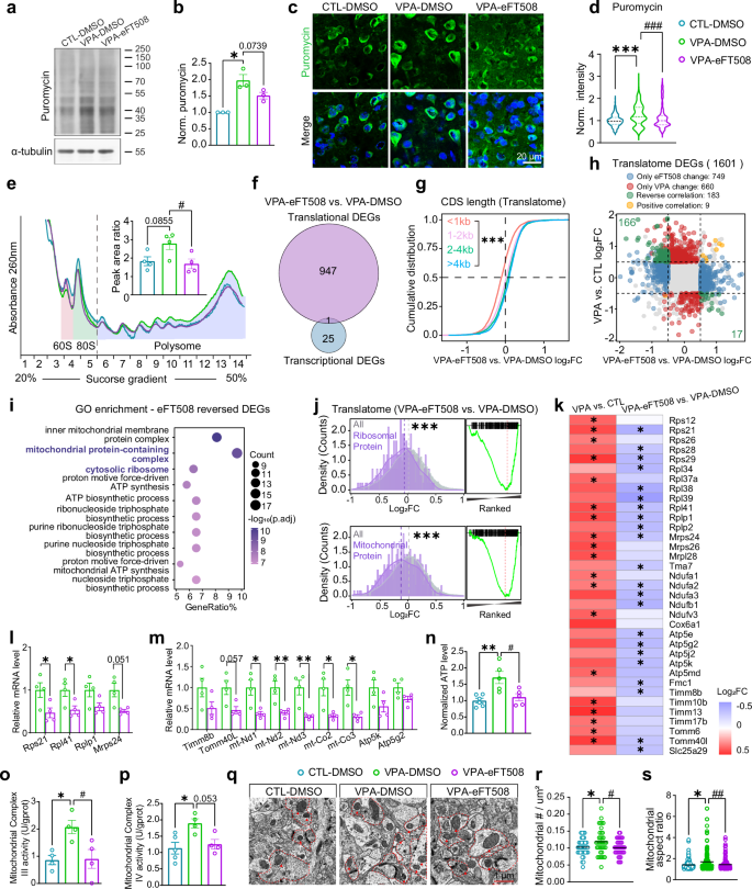 Fig. 6: Administration of eFT508 reverses exaggerated protein synthesis in VPA Mice.