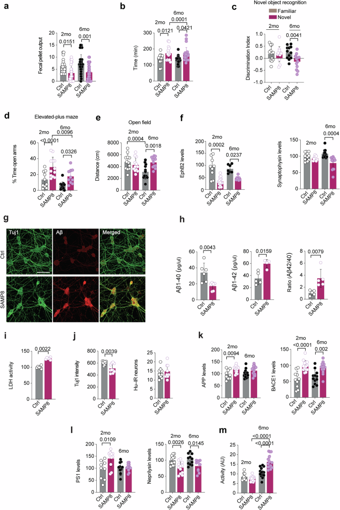 Fig. 1: SAMP8 mice develop an early amyloid pathology and gut impairments.